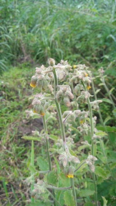 Blumea oblongifolia, photographed by Cheng-Te Hsu