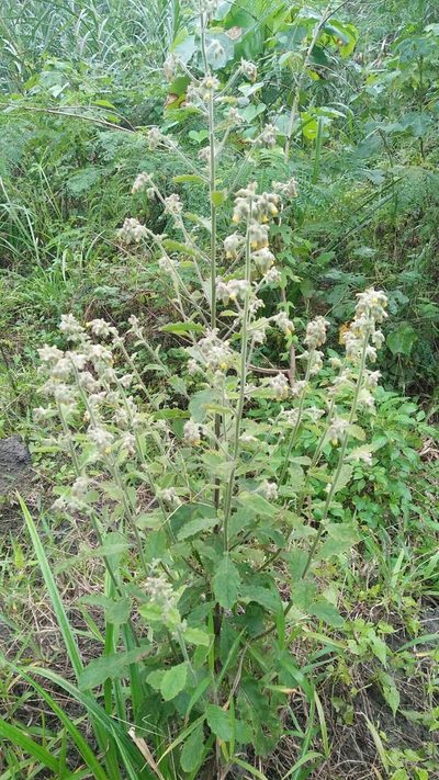 Blumea oblongifolia, photographed by Cheng-Te Hsu