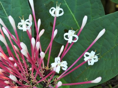 Clerodendrum quadriloculare, photographed by amantedarmanin