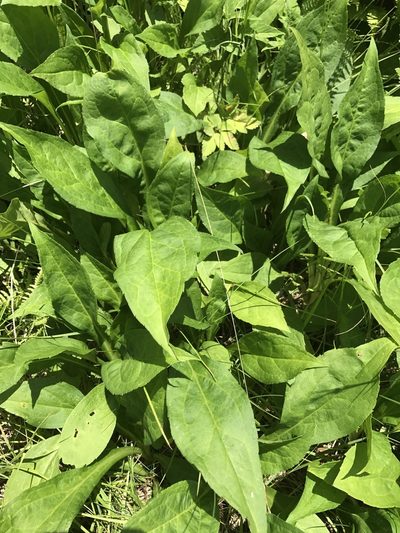Solidago glomerata, photographed by Alan Weakley