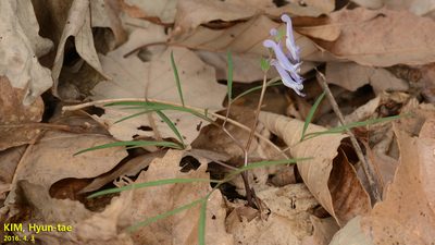 Corydalis turtschaninovii, photographed by Kim, Hyun-tae