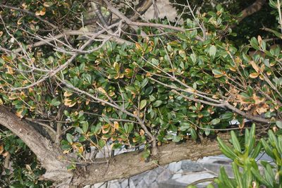 Quercus phillyreoides, photographed by harum.koh