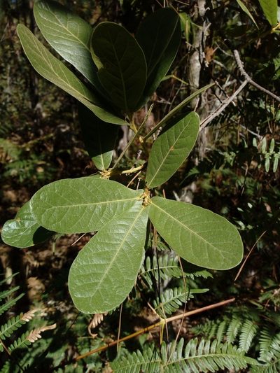Quercus elliptica, photographed by Juan Antonino Sandoval