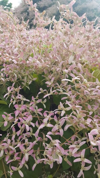 Congea tomentosa, photographed by ritirene