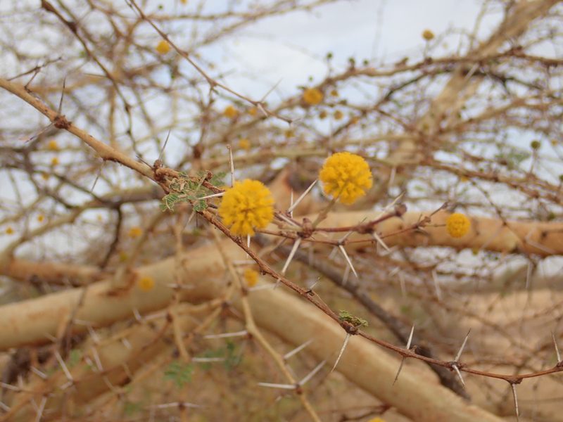 Vachellia seyal, photographed by Julien Renoult