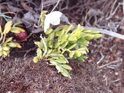 Luzuriaga marginata, photographed by John Brew