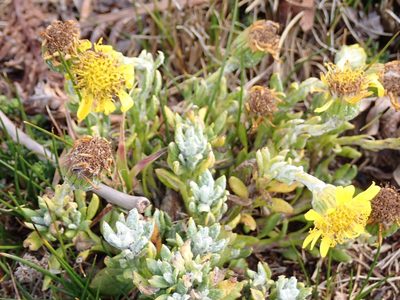 Senecio littoralis, photographed by John Brew