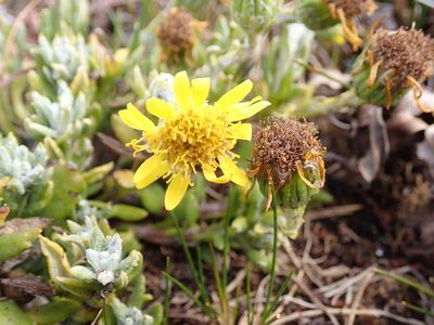 Senecio littoralis, photographed by John Brew