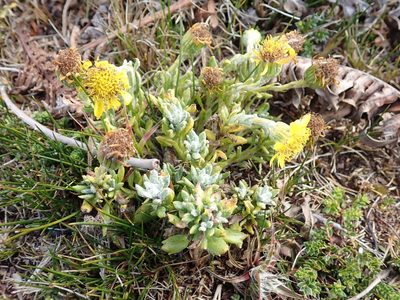 Senecio littoralis, photographed by John Brew