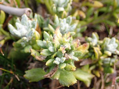 Senecio littoralis, photographed by John Brew
