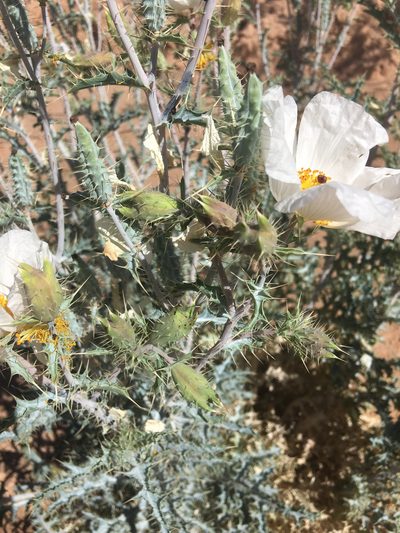 Argemone gracilenta, photographed by Billy Aguirre
