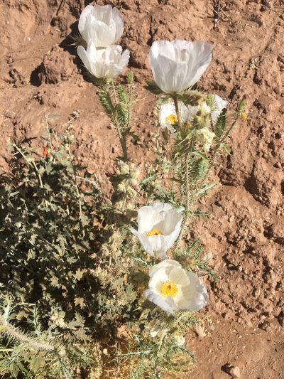 Argemone gracilenta, photographed by Billy Aguirre