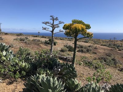 Agave sebastiana, photographed by Sula Vanderplank