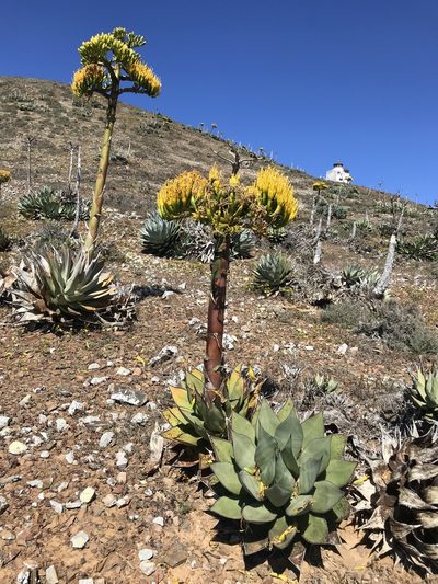 Agave sebastiana, photographed by Sula Vanderplank
