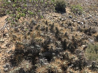 Cylindropuntia cedrosensis, photographed by Sula Vanderplank