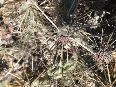 Cylindropuntia cedrosensis, photographed by Sula Vanderplank