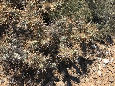 Cylindropuntia cedrosensis, photographed by Sula Vanderplank