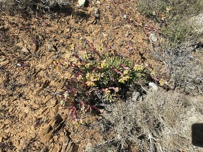 Dudleya linearis, photographed by Sula Vanderplank