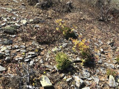 Dudleya linearis, photographed by Sula Vanderplank