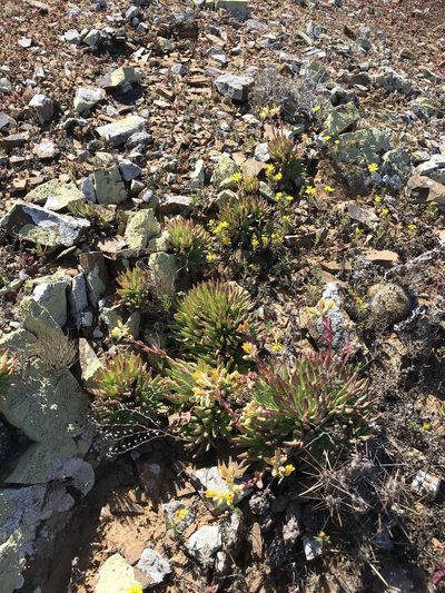 Dudleya linearis, photographed by Sula Vanderplank
