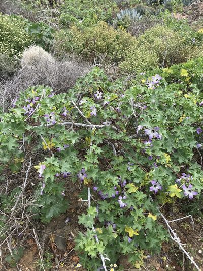 Malva pacifica, photographed by Sula Vanderplank