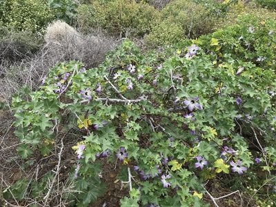 Malva pacifica, photographed by Sula Vanderplank