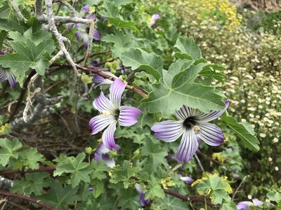 Malva pacifica, photographed by Sula Vanderplank