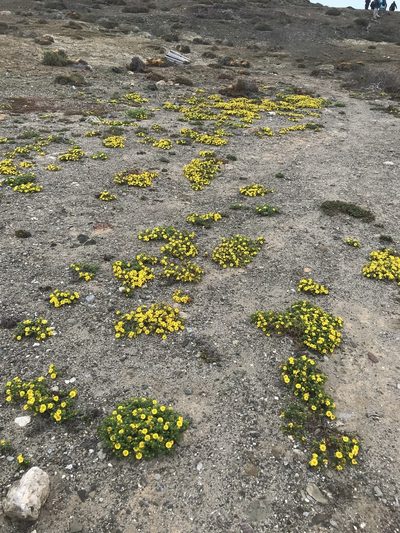 Deinandra streetsii, photographed by Sula Vanderplank