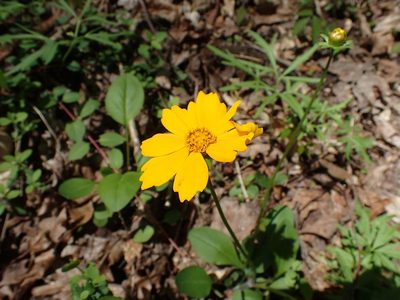 Coreopsis auriculata, photographed by John P Friel
