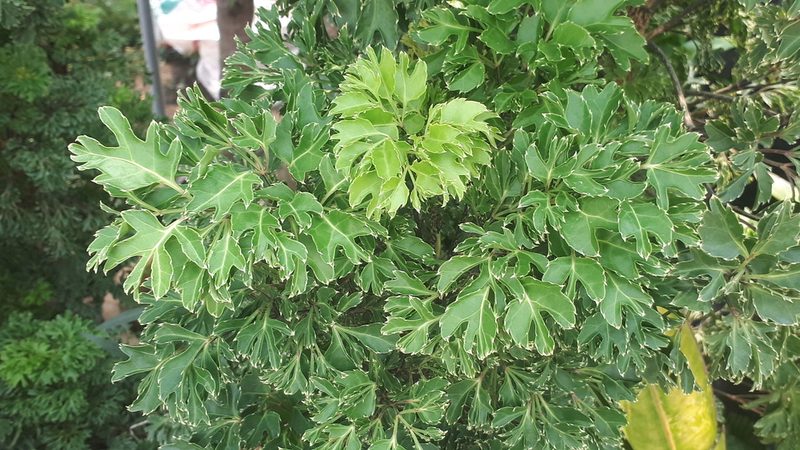Polyscias fruticosa, photographed by Ong Jyh Seng