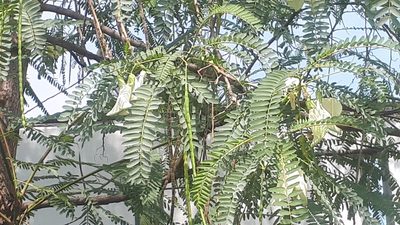 Sesbania grandiflora, photographed by Ong Jyh Seng