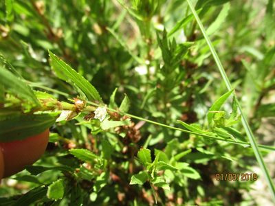 Bergia decumbens, photographed by Michelle Pretorius