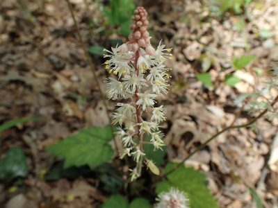 Tiarella wherryi, photographed by John P Friel