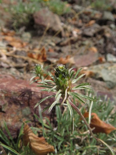 Chaetanthera chilensis, photographed by Nicolás Lavandero