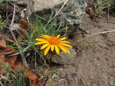 Chaetanthera chilensis, photographed by Nicolás Lavandero