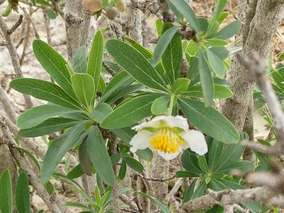 Crossosoma californicum, photographed by Casey H. Richart