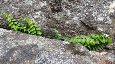 Asplenium vespertinum, photographed by Casey H. Richart