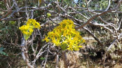 Senecio praecox, photographed by Martín Sánchez Vilchis
