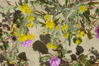 Baileya pauciradiata, photographed by Casey H. Richart