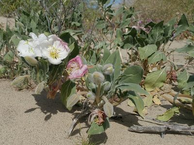 Oenothera deltoides, photographed by Casey H. Richart