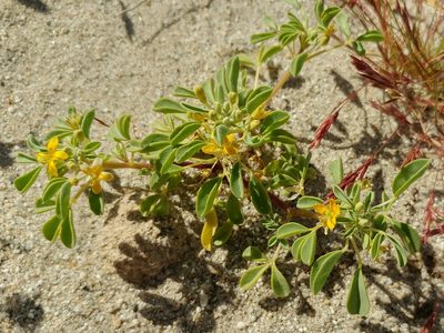 Cleomella obtusifolia, photographed by Casey H. Richart