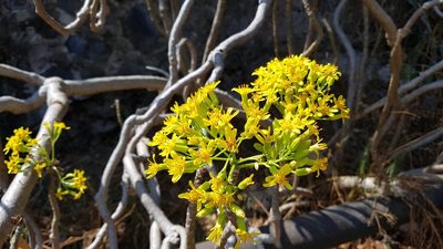Senecio praecox, photographed by Martín Sánchez Vilchis