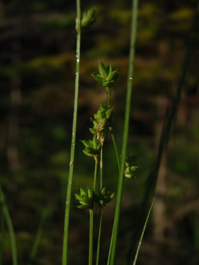 Carex loliacea, photographed by Allan Harris