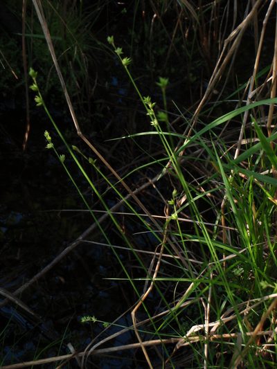 Carex loliacea, photographed by Allan Harris