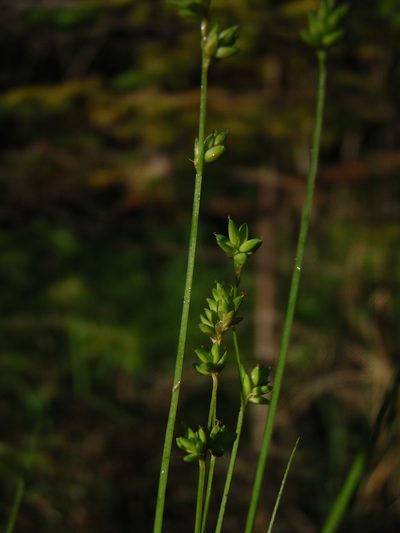 Carex loliacea, photographed by Allan Harris