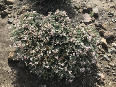 Eriogonum pondii, photographed by Sula Vanderplank