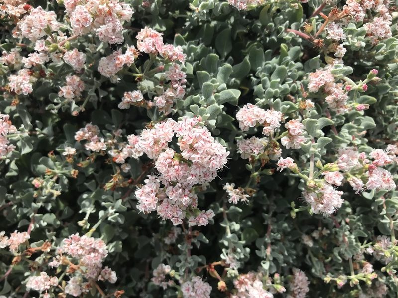 Eriogonum pondii, photographed by Sula Vanderplank