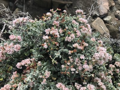 Eriogonum pondii, photographed by Sula Vanderplank