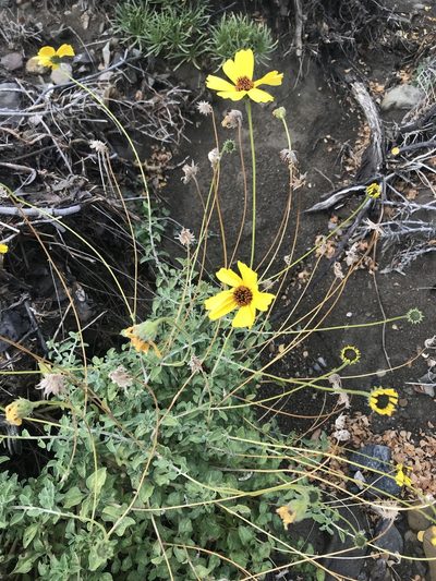 Encelia asperifolia, photographed by Sula Vanderplank