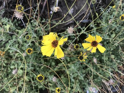 Encelia asperifolia, photographed by Sula Vanderplank